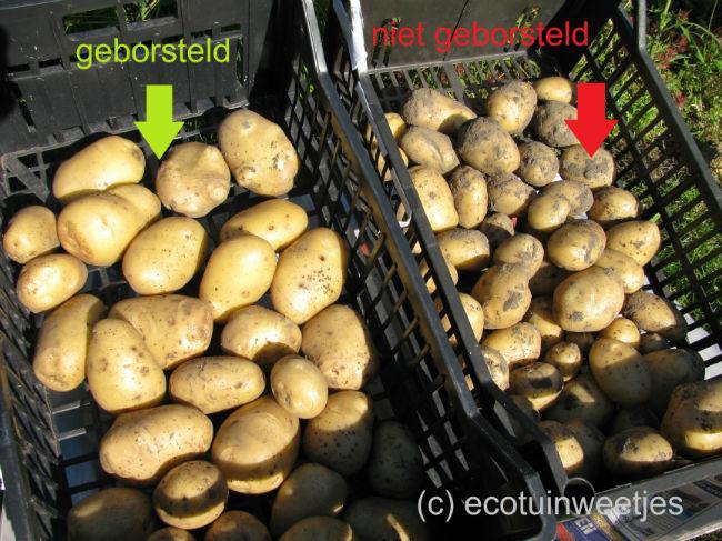 AardappelFrieslanderGeborsteld49581404679467.jpg