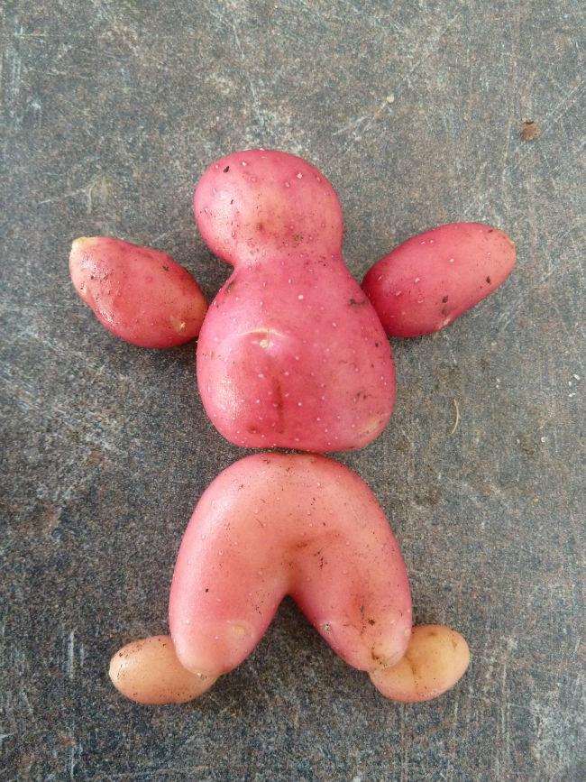 Aardappels-341911434303222.jpg