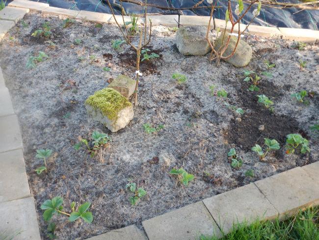 Aardbeienbed33601491423783.JPG