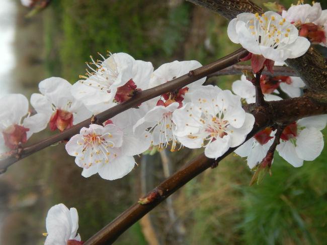 Abrikozen-bloemen52861490808309.JPG