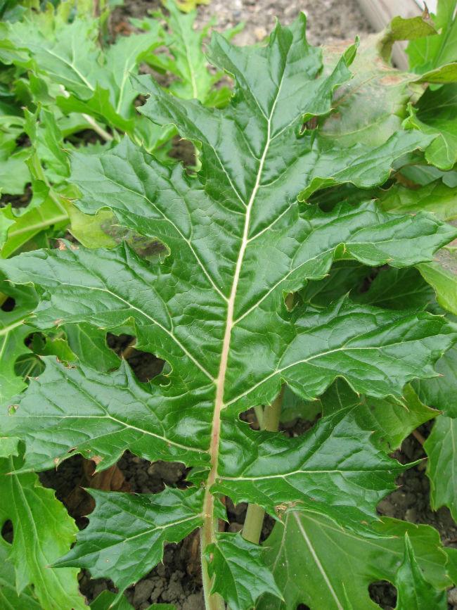 Acanthusmollis02byLine140931468208093.JPG
