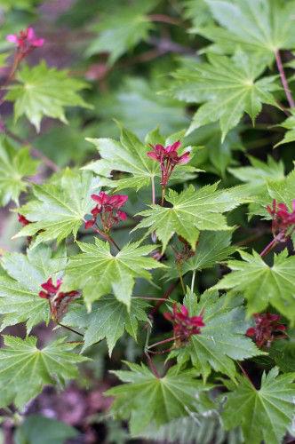 Acer-shirasawanum52441475398418.jpg