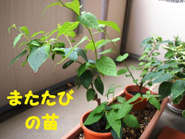 Actinidia-Polygama-voorbeeld-168551430641822.jpg