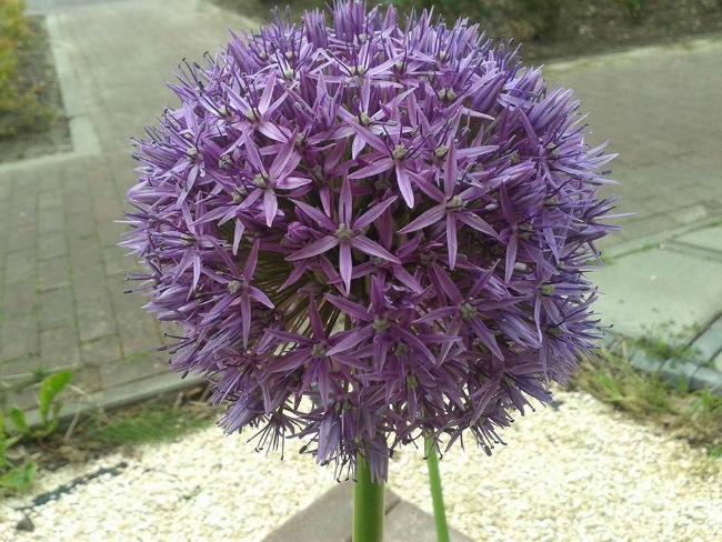 Alium256401400173764.jpg