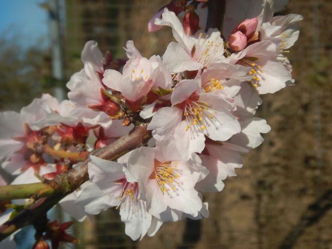 Amandelbloemsem54751490808320.JPG