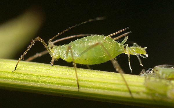 Aphid-giving-birth21441470996690.jpg