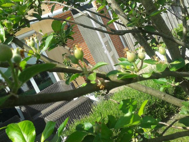 Appelboom74131399292691.jpg