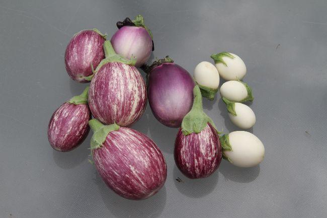 Aubergine-06081949731565115945.jpg