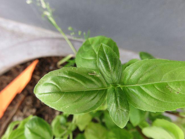 Basilicum76881497813291.jpg
