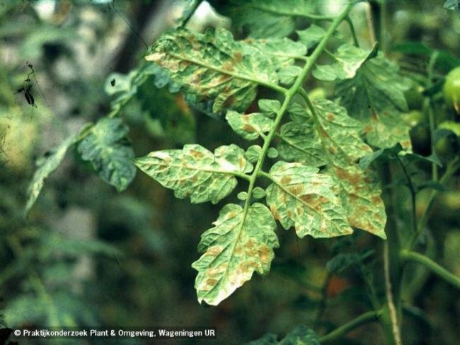 BladvlekkenziektetomaatCladosporium132051466889618.jpg