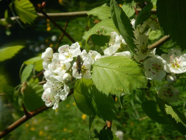 Bloei-Crataegus-elweriana-224091494182176.JPG
