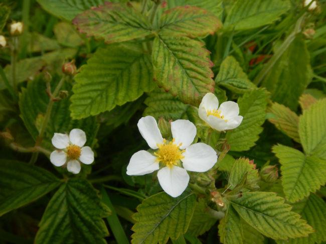 Bloei-Fragaria-moschata-231351494182199.JPG