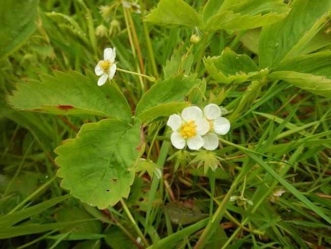 Bloei-Fragaria-virginiana-130051494182211.JPG