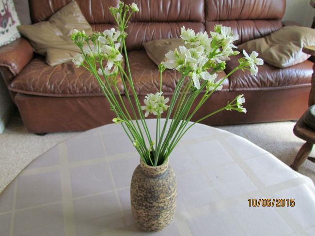 Blommen62891433932779.JPG