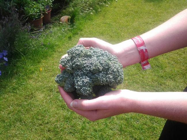 Broccoli55621379795570.jpg