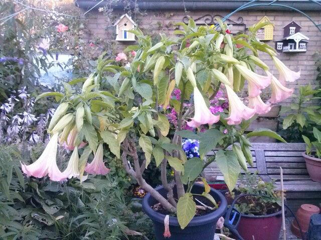 Brugmansia-roze39301439151697.jpg