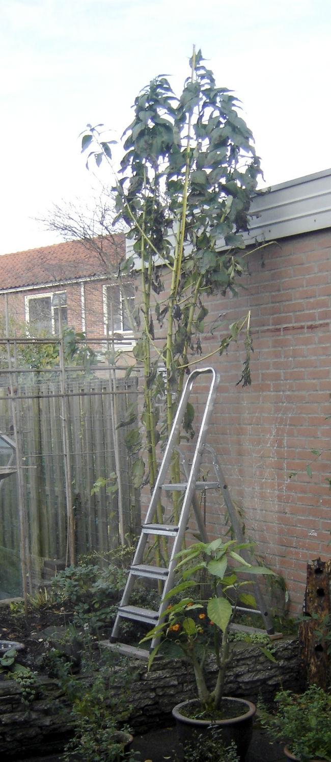 Buitendoen90298571383844410.jpg