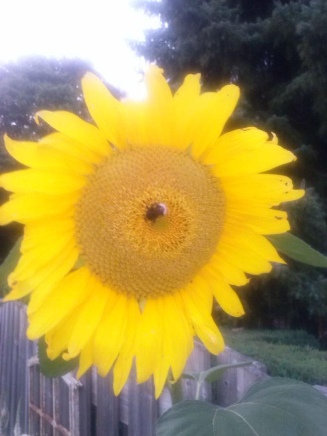CAM0053377741376678151.jpg