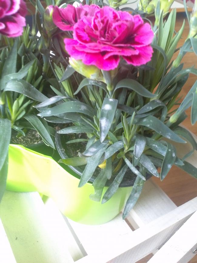 CAM0060620581399883135.jpg