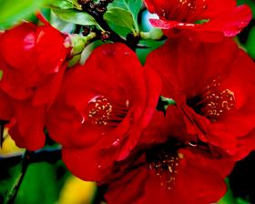 Chaenomeles20japonica58731483706730.png