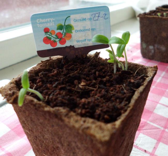 Cherrytomaat94781431457181.JPG