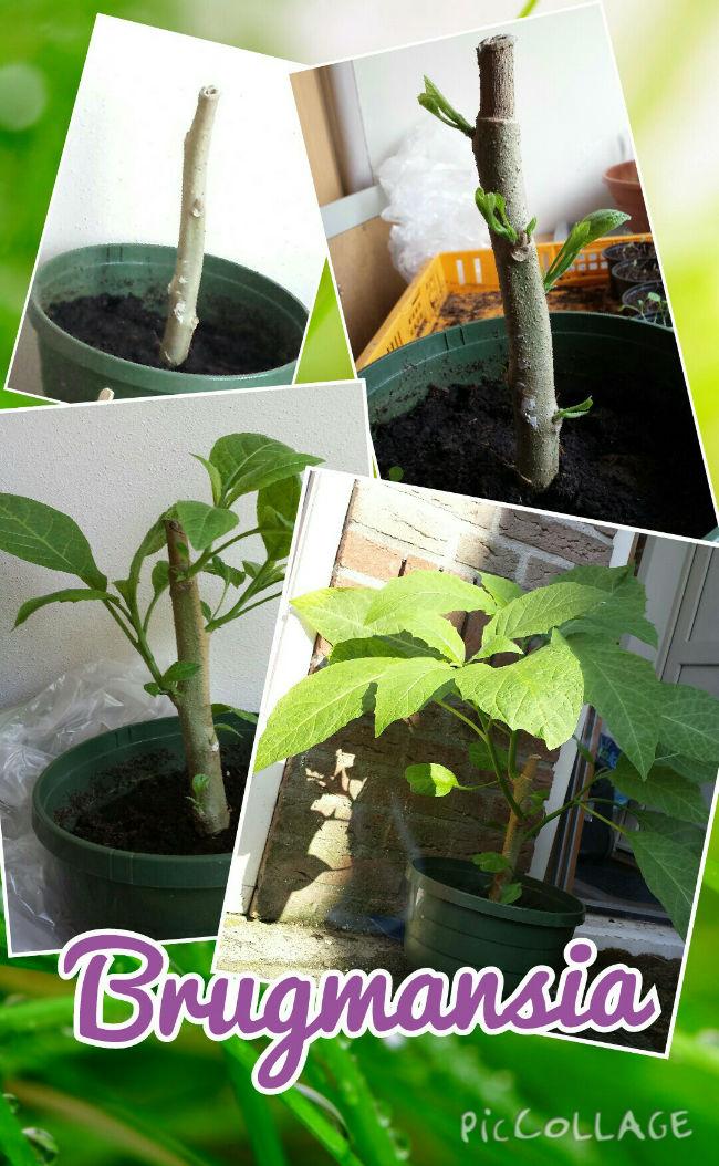 Collage-2015-06-01-21555637651435001609.jpg