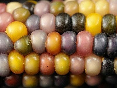 Corn-Glass-Gem45471465934878.jpg