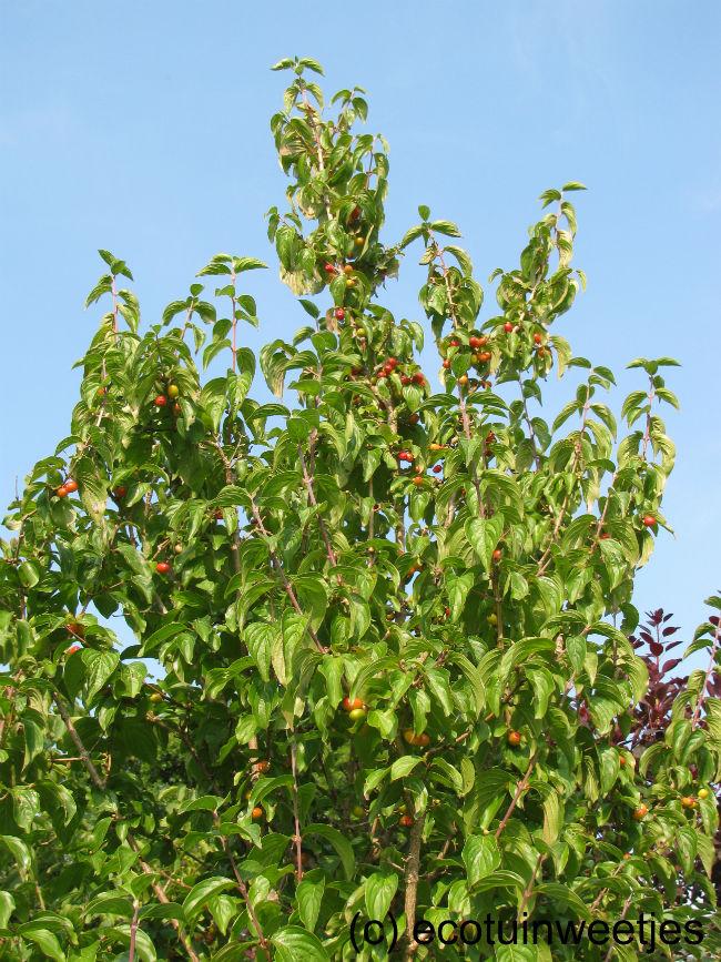 CornusMasBessenBijnaRijp52181409482021.jpg