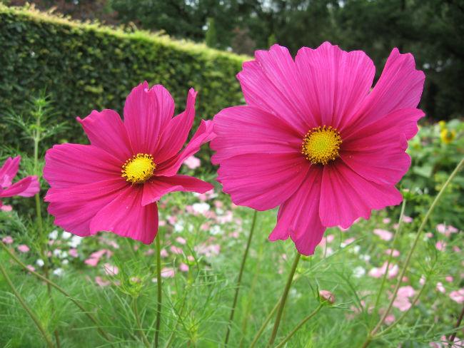 Cosmea-op-de-achtergrond-malvas60501399386865.jpg