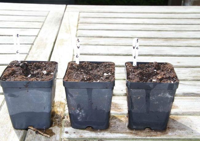 Courgette-Gold-Rush-F175201495146479.jpg