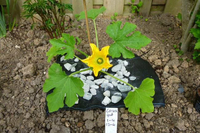 Courgette-Mannelijke-Bloem92191432737785.JPG