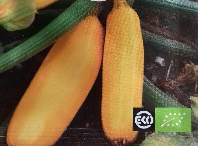 Courgette-yellow40711520103399.jpg