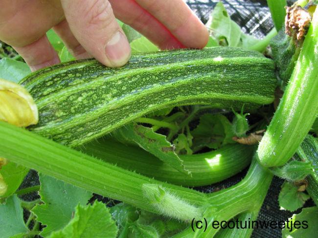 CourgettteCostataRomanesco72271409160174.jpg