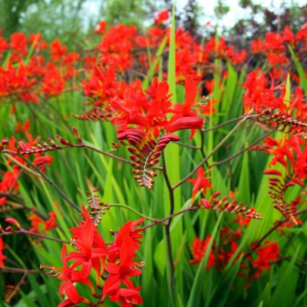 Crocosmia-lucifer76741462108324.jpg