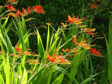 Crocosmia68561394788514.JPG