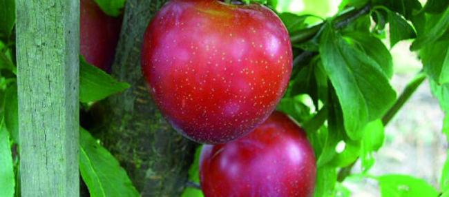 CroppedImage910400-Plum-Santa-Rosa48691404505696.jpg