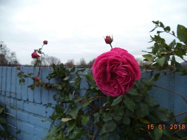 DSC0038261341516011793.JPG