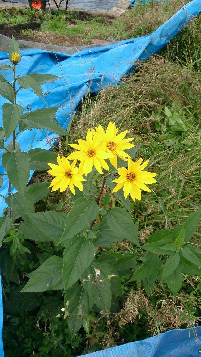 DSC008552861412519679.JPG