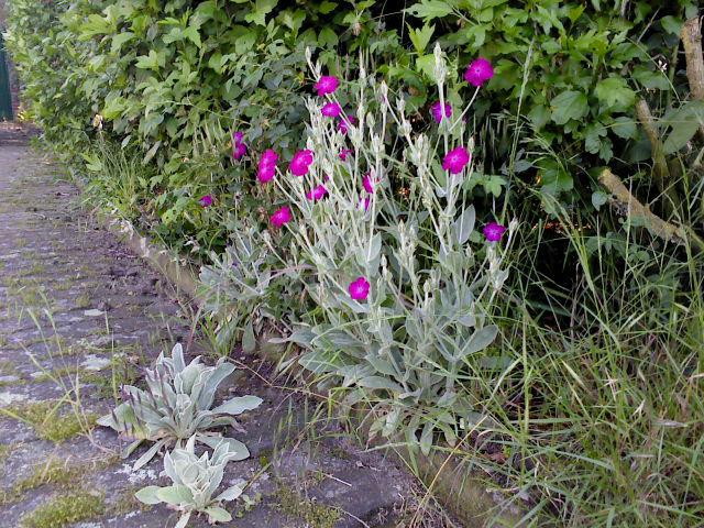 DSC0179764461402256952.JPG