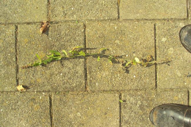 DSC0228544451381144348.JPG