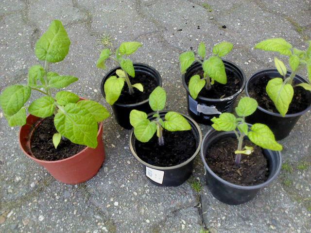 DSC0262524891431273108.JPG