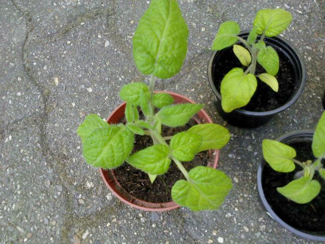 DSC0262673291431273114.JPG