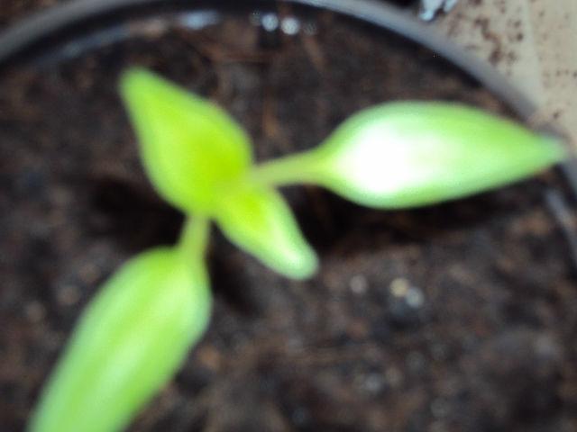 DSC0305926441392553519.JPG