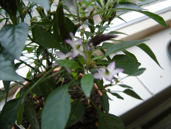 DSC0688127321409696984.JPG