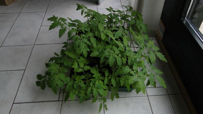 DSC0941452851396795041.JPG