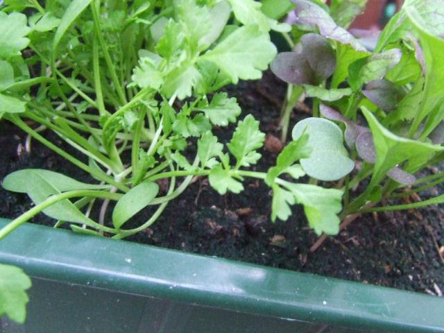 DSCF441499011432581144.JPG