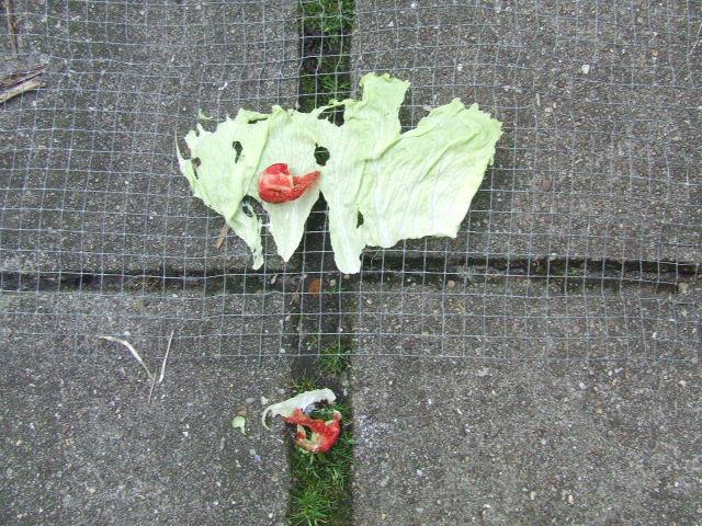 DSCF538983191466424108.JPG