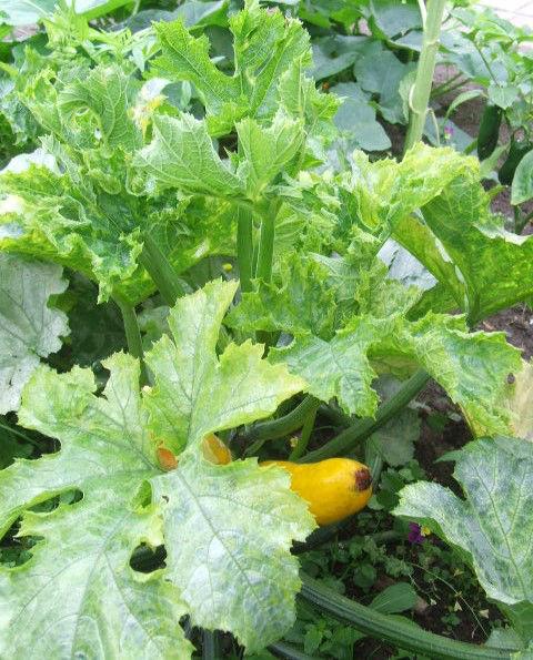 DSCF546668521469372201.JPG