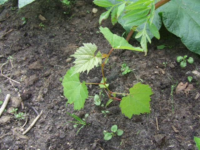 DSCF551648241469974891.JPG