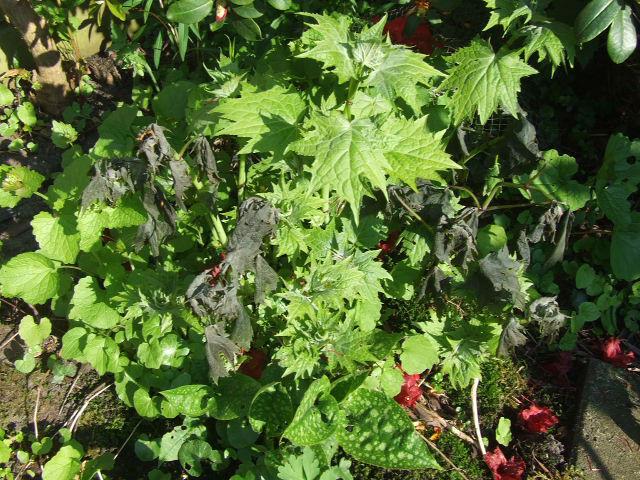 DSCF617714661492704236.JPG